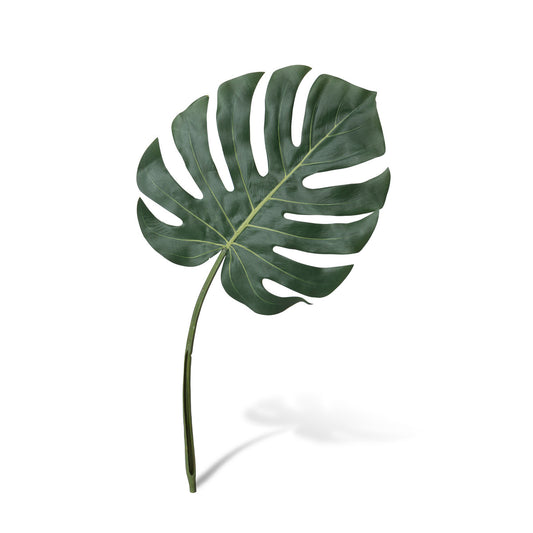 Monstera Leaf