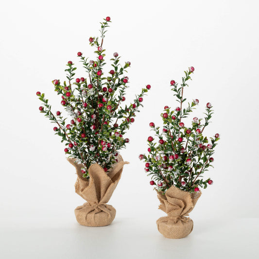 Boxwood Berry Trees