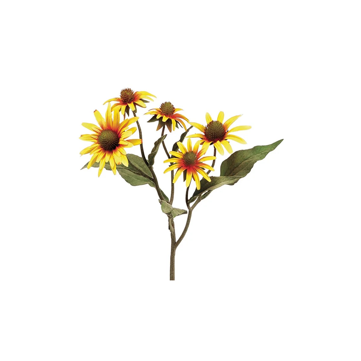 Rudbeckia Spray