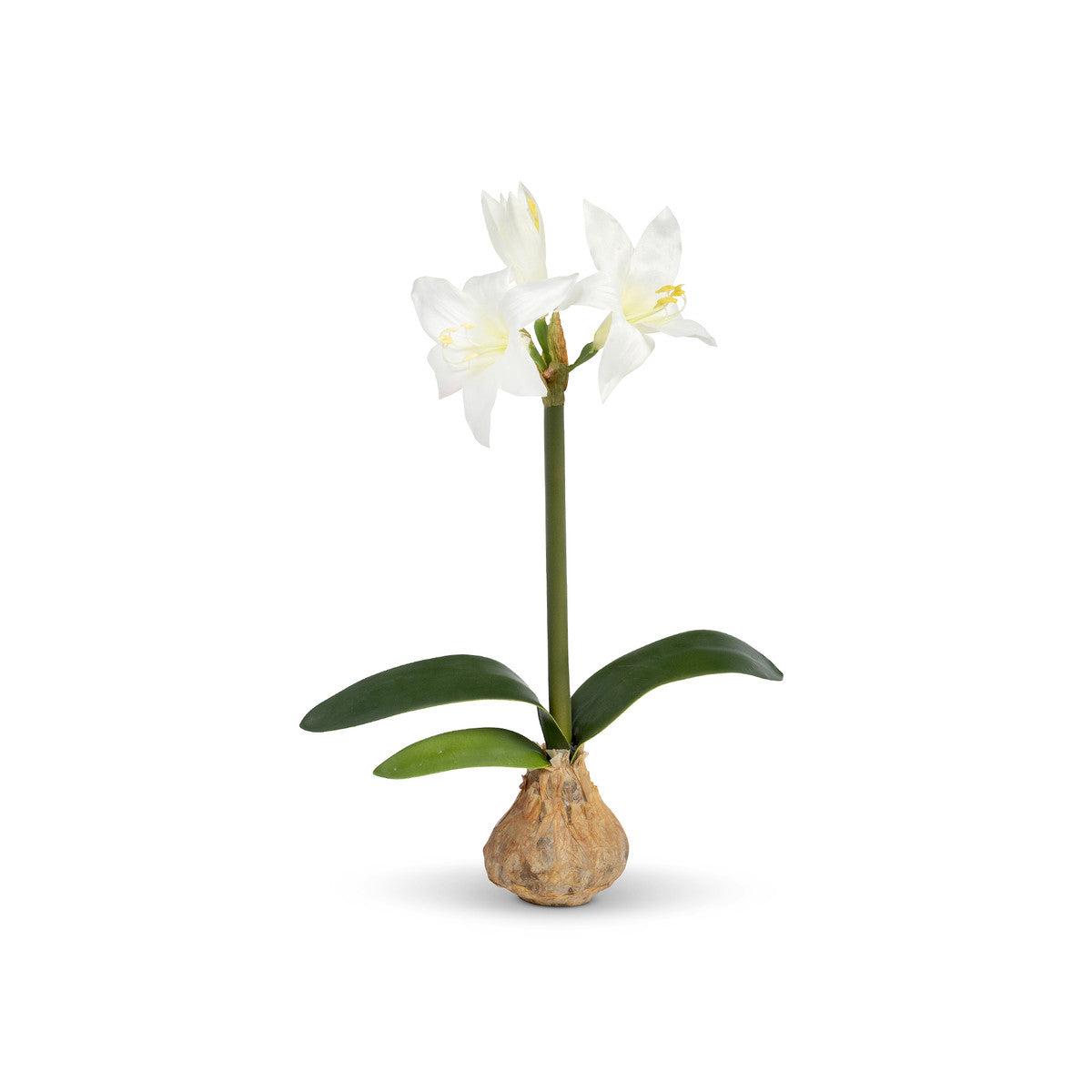 White Star Amaryllis Bulb