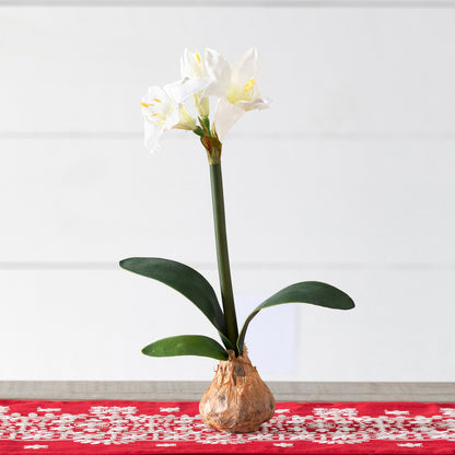 White Star Amaryllis Bulb