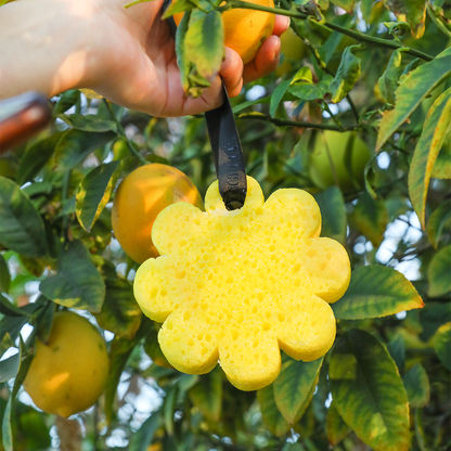 Papaya Yuzu Wild Flower Sponge